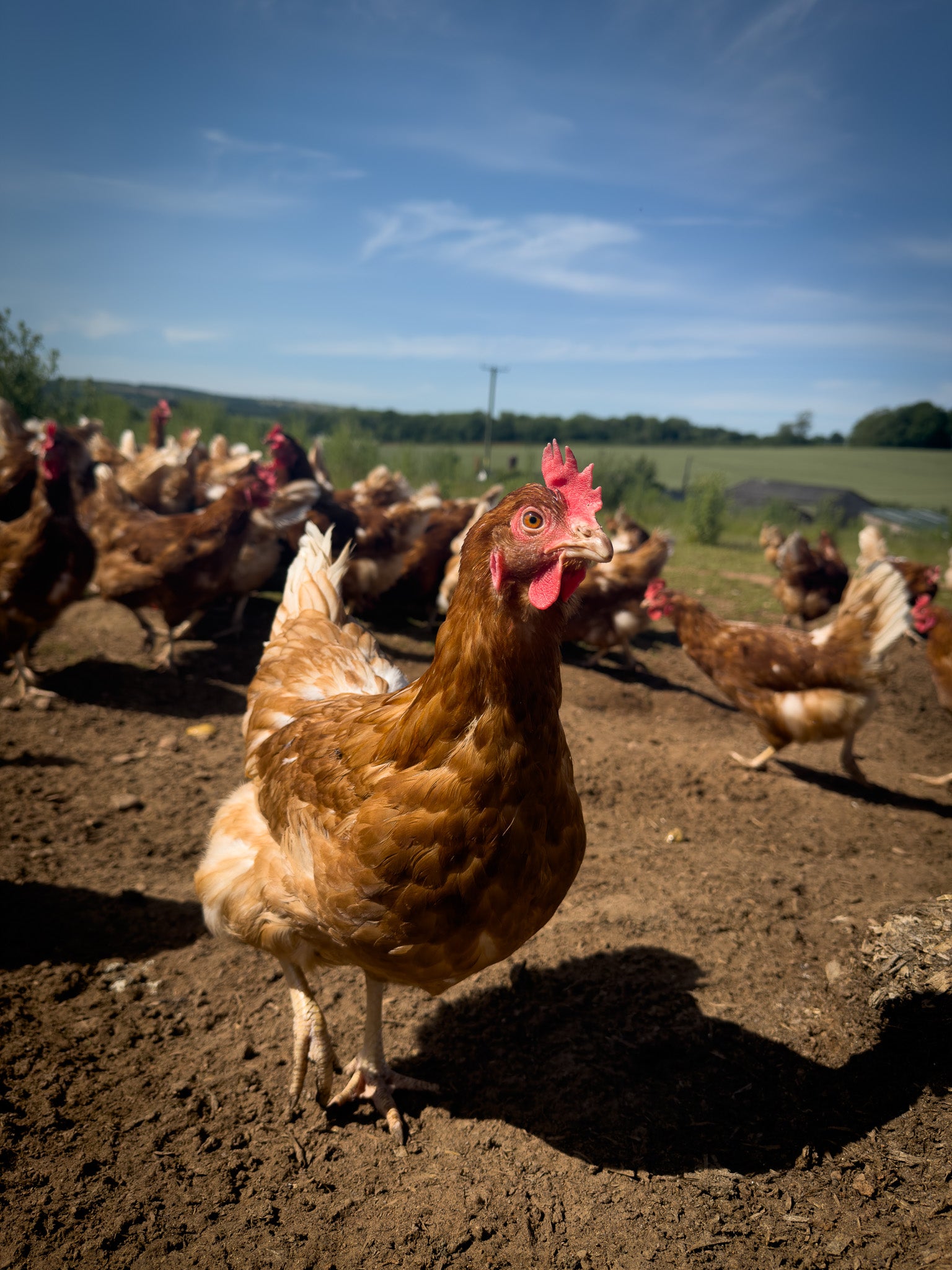 Tray of 30 Medium Free Range Eggs